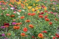 Field of multicolored gerberas