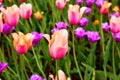 Field of multicoloured vibrant tulip flowers in the campus of Moscow university in spring