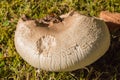 Field mushroom in grass Royalty Free Stock Photo