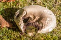 Field mushroom in grass Royalty Free Stock Photo
