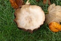 Field mushroom in grass Royalty Free Stock Photo