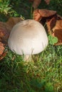 Field mushroom in grass Royalty Free Stock Photo