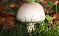 Field mushroom in grass Royalty Free Stock Photo