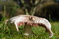 Field mushroom in grass Royalty Free Stock Photo