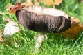 Field mushroom in grass Royalty Free Stock Photo
