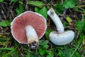 Field mushrooms Royalty Free Stock Photo