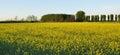 Field mustard (Brassica rapa) field Royalty Free Stock Photo