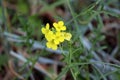 Field mustard or Brassica rapa flowering plant with bunch of fully open blooming bright yellow flowers surrounded with dark green Royalty Free Stock Photo