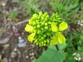 Field Mustard or Charlock (Sinapis arvensis)