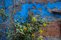 Field mustard flowers against a delapidated wood