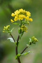 Field mustard flowers