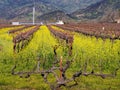 A field of mustard flowers on vineyard Royalty Free Stock Photo