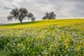 Field of mustard in Glen Ellen