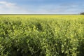 Field of mustard seed and blue sky in dutch province of flevoland Royalty Free Stock Photo