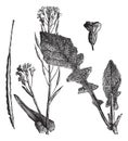 Field Mustard or Turnip Mustard or Brassica rapa or Brassica campestris esculenta vintage engraving