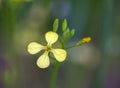 Field Mustard or Wild Turnip (Brassica rapa)