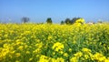 Field of mustered crop and flower in the way of sialkot pakistan