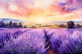 France landscape nature plant flower sky background purple beauty field summer provence sunset countryside Royalty Free Stock Photo