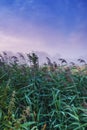 Field, nature and plants with mist, fog and calm with countryside and landscape. farm, sky and ecology for growth Royalty Free Stock Photo