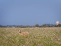 Happisburgh Summer flowers and a Sheep Royalty Free Stock Photo