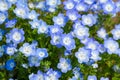 Field of Nemophila, or baby blue eyes