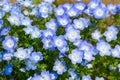 Field of Nemophila, or baby blue eyes (Nemophila menziesii, California bluebell)