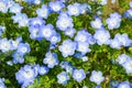 Field of Nemophila, or baby blue eyes (Nemophila menziesii, California bluebell)