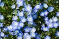 Field of Nemophila, or baby blue eyes (Nemophila menziesii, California bluebell)