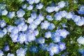 Field of Nemophila, or baby blue eyes (Nemophila menziesii, California bluebell)