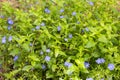 Field of nemophila flowers, small and blue flowers.