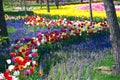 Field of Netherlands, colorful tulips in the form of small rivers on a sunny day