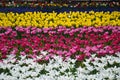 Field of Netherlands, multi-colored tulips in garden Royalty Free Stock Photo