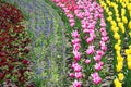 Field of Netherlands, multi-colored tulips in the park Royalty Free Stock Photo