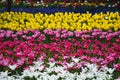 Field of Netherlands, multi-colored tulips park Royalty Free Stock Photo