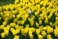 Field of Netherlands, multi-colored tulips in park Royalty Free Stock Photo