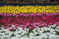 Field of Netherlands, multi-colored tulips in garden Royalty Free Stock Photo