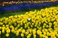 Field of Netherlands, multi-colored tulips in the park Royalty Free Stock Photo