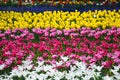 Field of Netherlands, multi-colored tulips in park Royalty Free Stock Photo