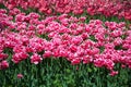 Field of Netherlands, pink tulips on a sunny day close-up