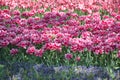 Field of Netherlands, pink tulips on a sunny day close-up