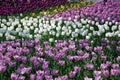 Field of Netherlands Purple, White Tulips on a Sunny Day Closeup