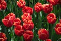 Field of netherlands red tulips on a sunny day closeup