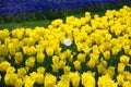 Field of netherlands, yellow tulips and blue flowers on a sunny day close-up