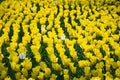 Field of Netherlands, yellow tulips on a sunny day close-up