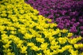Field of netherlands, yellow and pink tulips on a sunny day close-up