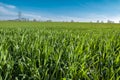 Field with new green wheat that is growing Royalty Free Stock Photo