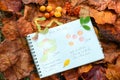 Field notebook with drawings of autumn wild fruits