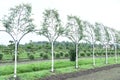 Topiary bonsai and niwaki garden trees nursery