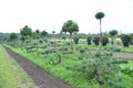 Topiary bonsai and niwaki garden trees nursery