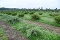 Topiary bonsai and niwaki garden trees nursery